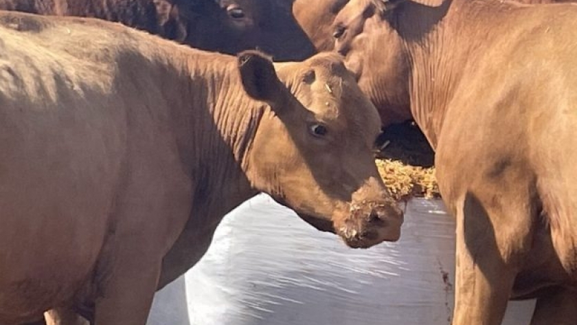 Una herramienta estratégica para la nutrición bovina