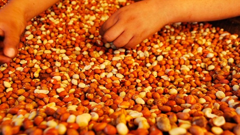 La producción de maní se ubicó 16% por encima del promedio histórico