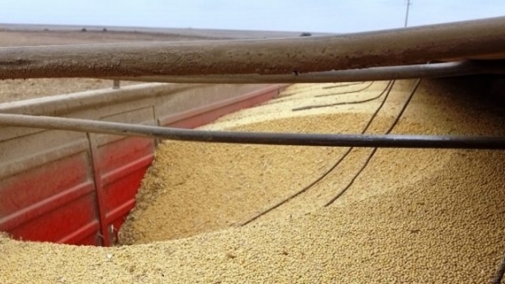 Senasa interceptó 31 toneladas de soja adulterada para exportación
