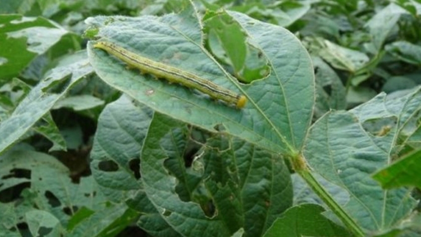 Soja: Alerta por insectos que afectan los rindes