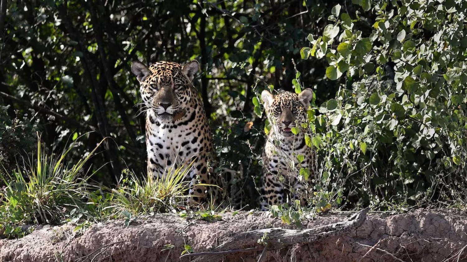 América refuerza la protección del jaguar mientras la especie enfrenta su mayor crisis histórica