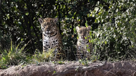 América refuerza la protección del jaguar mientras la especie enfrenta su mayor crisis histórica