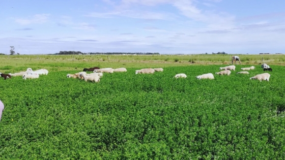 Alfalfa: desarrollan una variedad ideal para pastoreo directo