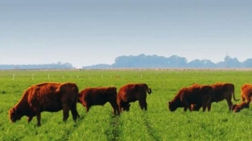 Avances en Raigrás. Red de Evaluación de Cultivares de Raigrás