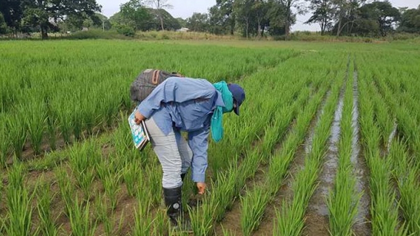 La exitosa apuesta de un agricultor venezolano por la innovación que mejora la resiliencia del arroz
