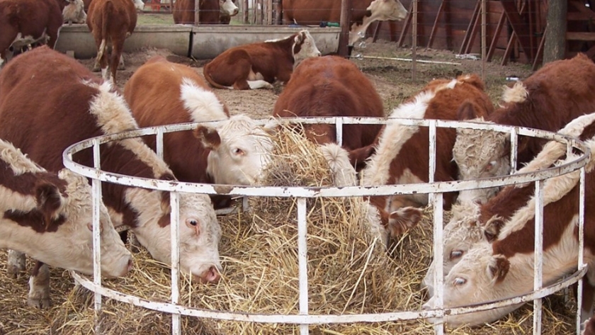 Habrá capacitaciones virtuales sobre salud animal