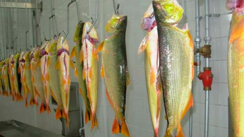 El pacú sigue liderando la producción de peces en el país