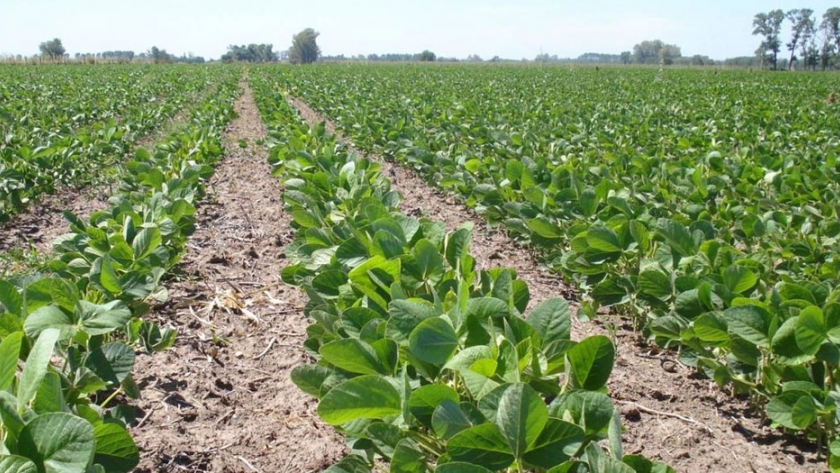 Cultivares de soja: potencial y estabilidad de rendimiento en Corrientes y Entre Ríos 