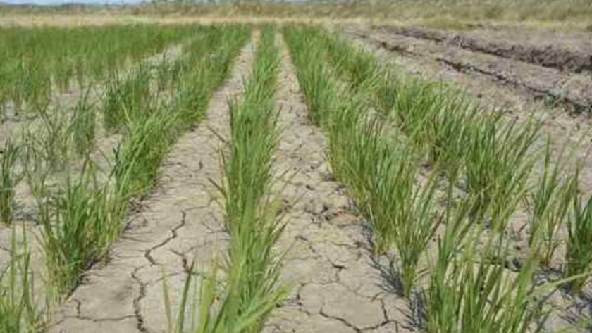 Universidad de Cornell, EEUU reconoció metodología inia en producción de arroz en Chile