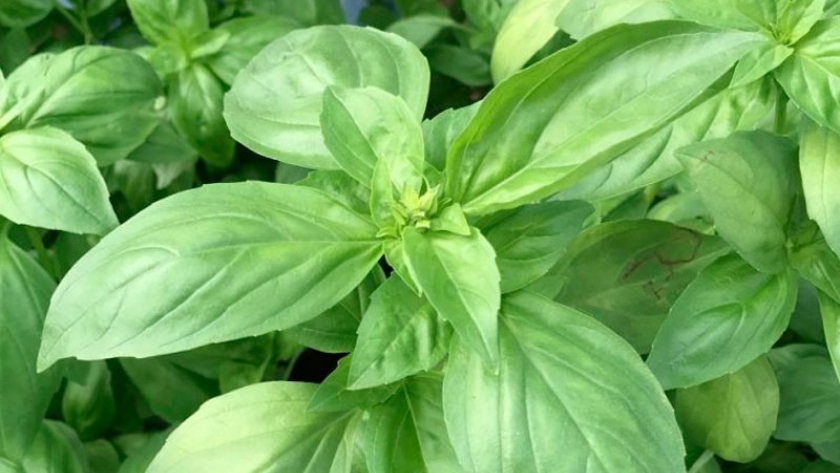 Desarrollan especie hibrida de albahaca resistente a una enfermedad epidémica