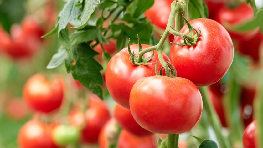 Guía práctica para la identificación y el manejo de las plagas del tomate
