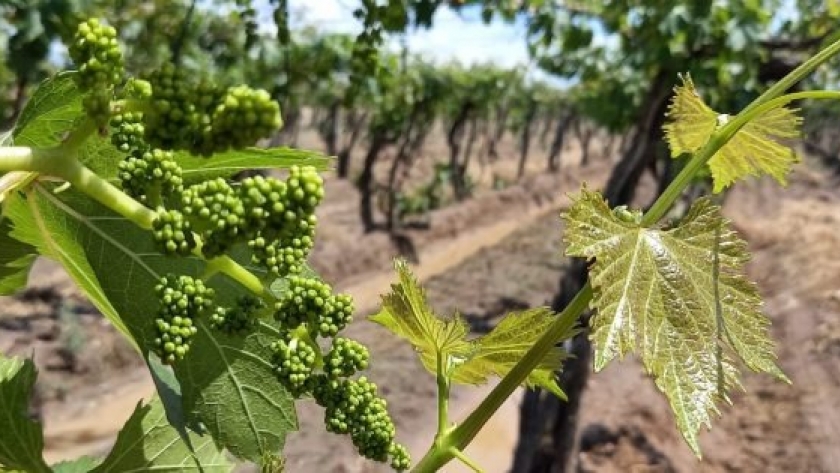 Mendoza Activa: las inversiones en el agro se acercan a $1.500 millones