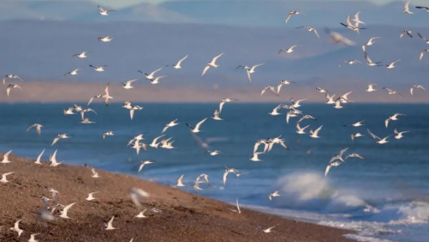 Santa Cruz y Chubut: Tensiones por la pesca compartida en el Golfo San Jorge