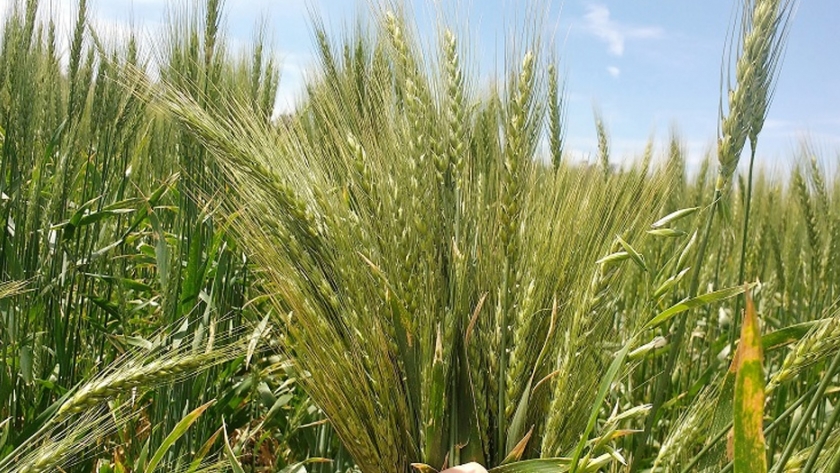 Confirman que el trigo es rentable en el modelo agroecológico