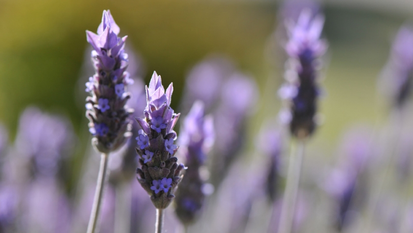 Cuáles son los hábitos de consumo y uso de las aromáticas medicinales