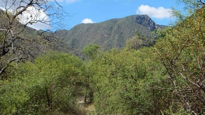 Más de $ 40 millones para productores que protejan el bosque nativo en sus campos