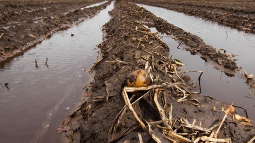 El Clima extremedamente húmedo en el Reino Unido obtaculiza los intentos de recolección de papas