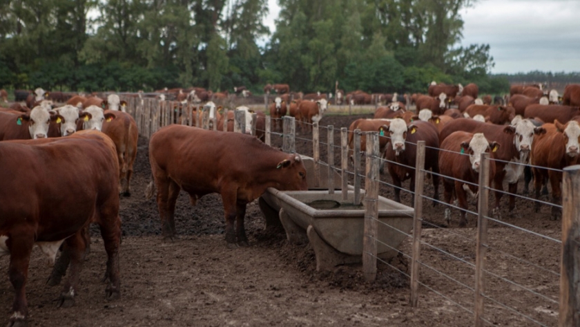 Pautas para prevenir el estrés calórico en el ganado bovino ante temperaturas elevadas