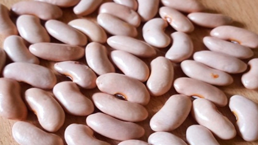 Nuevas variedades de porotos