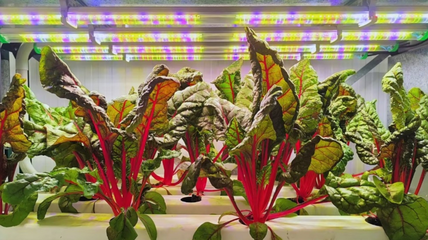 Agricultura vertical en Argentina: producen más con menos agua y buscan ampliar el modelo en zonas áridas