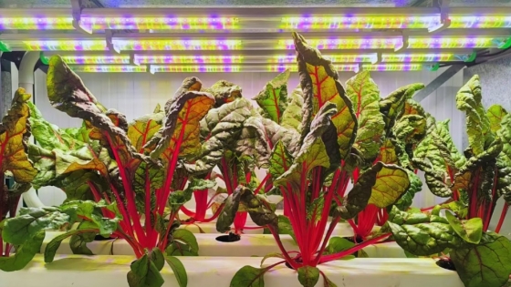 Agricultura vertical en Argentina: producen más con menos agua y buscan ampliar el modelo en zonas áridas