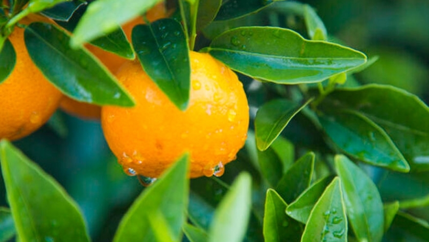 Orri, una mandarina gourmet protegida por hombres de negro