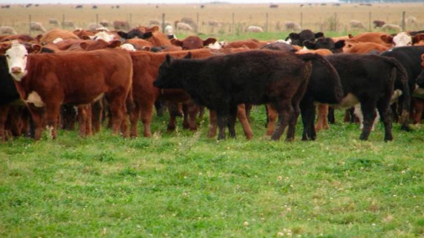 Súper pasturas para los peores ambientes de la cuenca del Salado