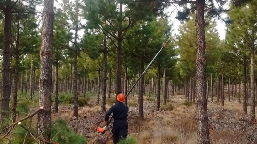 Un crédito busca activar la producción maderera en la zona andina