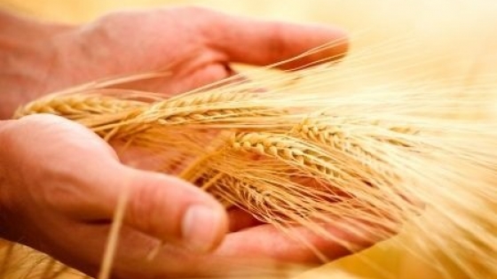 Invierno riguroso: desafíos y esperanzas para la siembra de trigo en la región núcleo