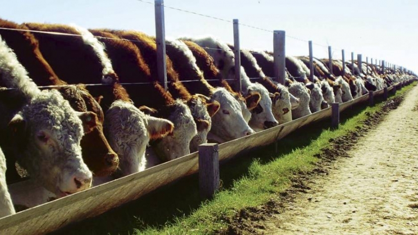 Descapitalización en feedlots: la ecuación que no cierra para los productores