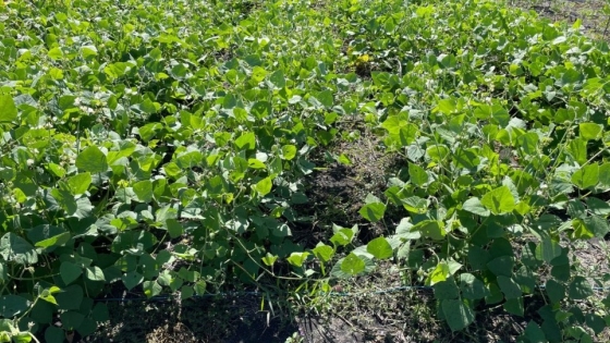 Cultivos alternativos: cómo superar el temor y transformar la agricultura tradicional
