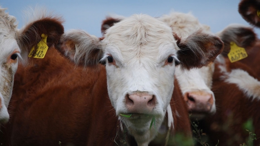Manejo de los rodeos: qué hacer antes que comience el invierno