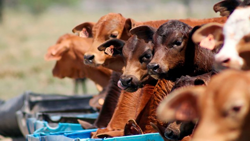 Estrategias innovadoras en la recría a campo