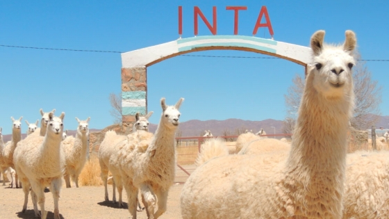 INTA Abra Pampa: Referente regional en manejo y producción de llamas y vicuñas