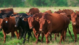 Vacunos: baja de precios y oferta moderada marcan la jornada en el Mercado Agroganadero de Cañuelas
