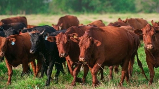 Vacunos: baja de precios y oferta moderada marcan la jornada en el Mercado Agroganadero de Cañuelas