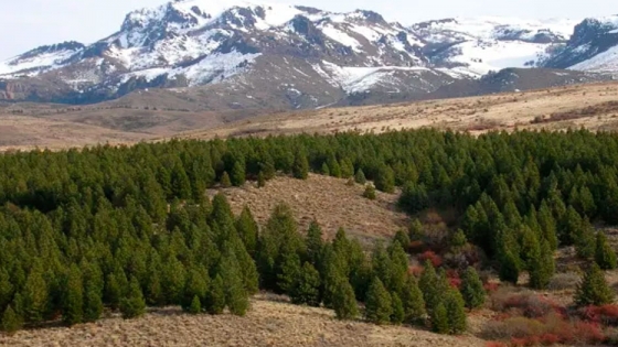 Las plantaciones mediterráneas de Pinus en la Argentina y España