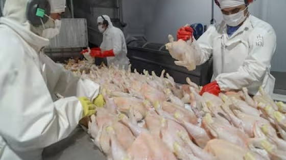 Argentina reabre el mercado de carne aviar a la Unión Europea desde marzo