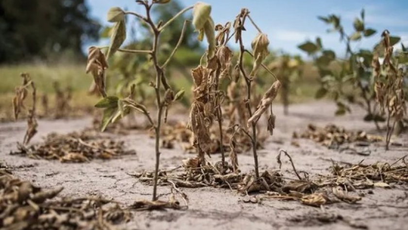 Impacto de la Sequía en Argentina: Pérdida en el PBI y Regiones Más Damnificadas