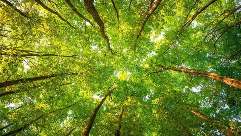 "Bosques comestibles", una alternativa contra las pandemias