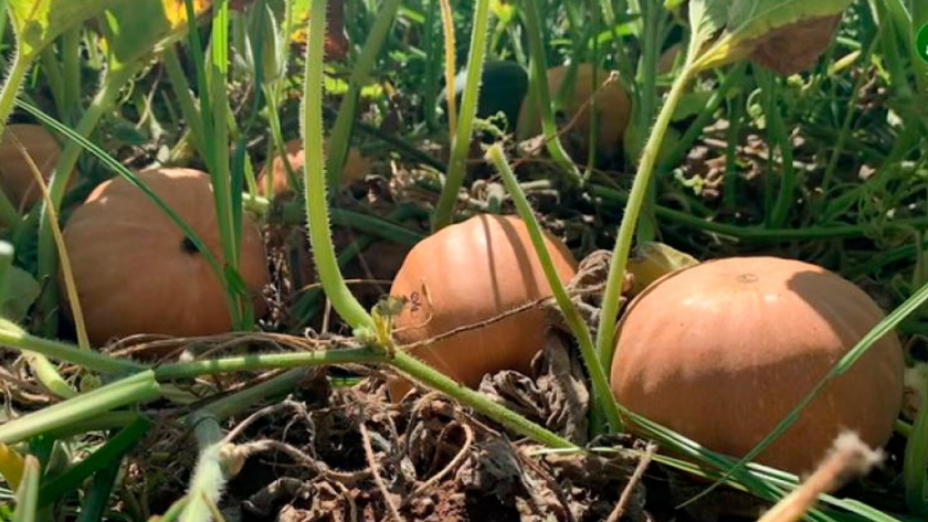 Las calabazas, tan variadas como desconocidas