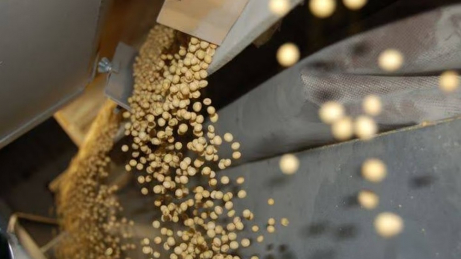 La soja y los cereales arrancaron la semana en alza mientras el mercado mira a Trump y Xi