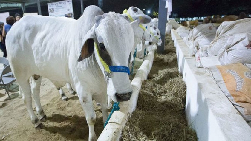 Producción bovina en México registró su máximo histórico en 2019