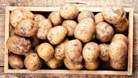 Un desafío nacional impulsa la agricultura regenerativa en la producción de papa