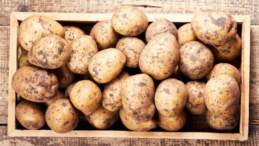 Un desafío nacional impulsa la agricultura regenerativa en la producción de papa