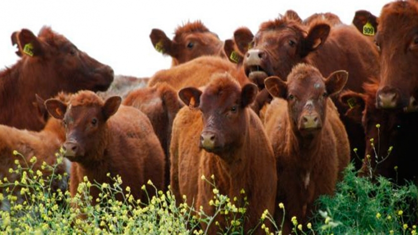 Comunicado de la ANAV: La Academia Nacional de Agronomía y Veterinaria en alerta