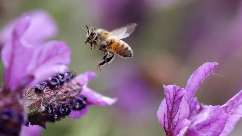 El 75% de los insectos voladores ha desaparecido en algunas zonas de Alemania