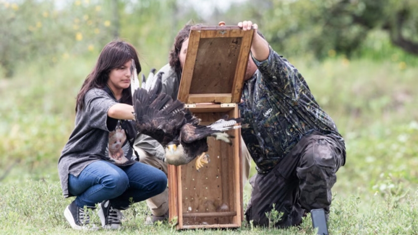 Retorno a su hábitat: la emotiva reintroducción de fauna en el Delta del Paraná