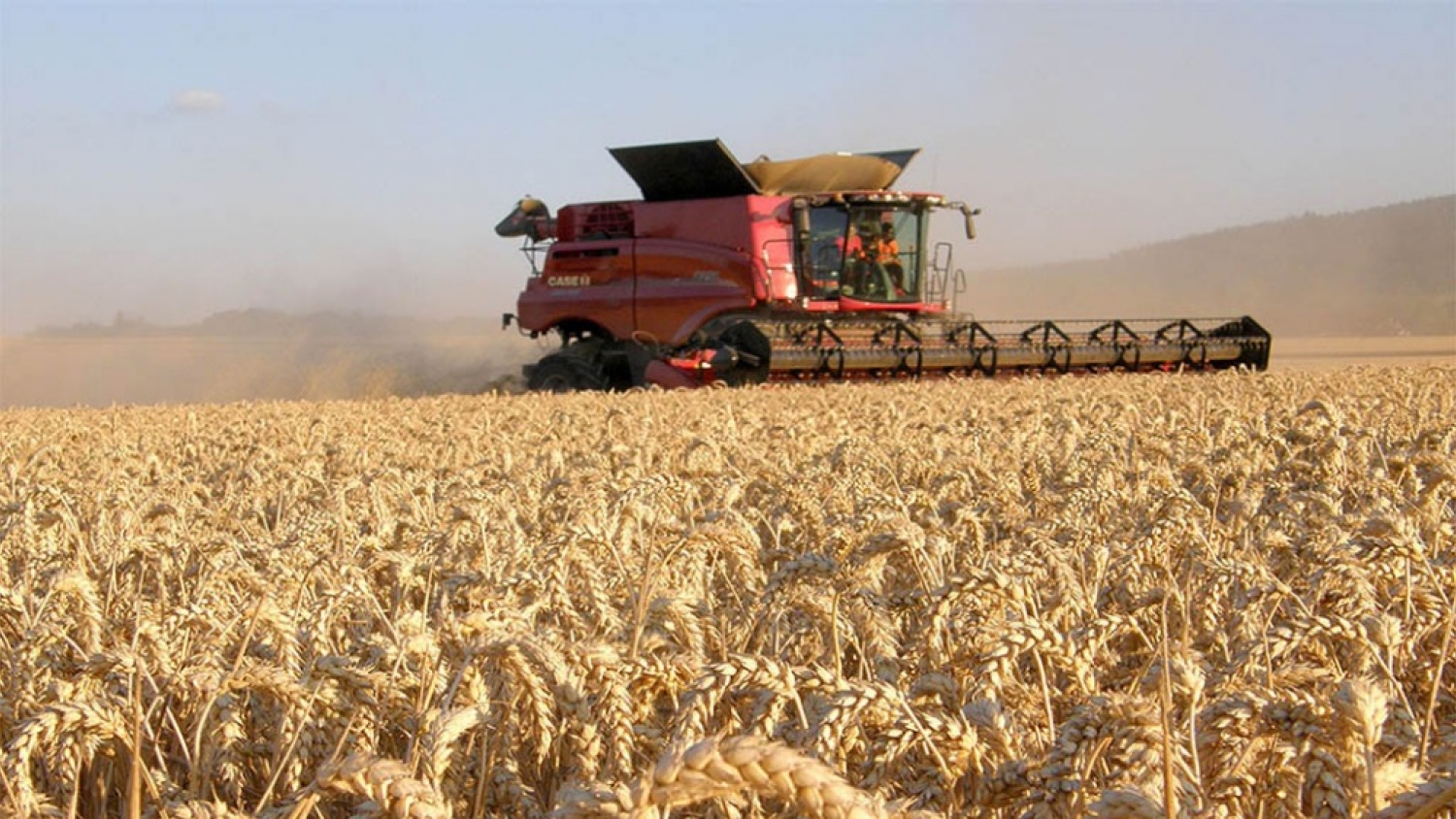 Con humedad, buenas perspectivas climáticas y un posible El Niño, el trigo ilusiona con otra campaña de altos rindes