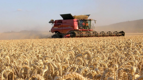 Con humedad, buenas perspectivas climáticas y un posible El Niño, el trigo ilusiona con otra campaña de altos rindes